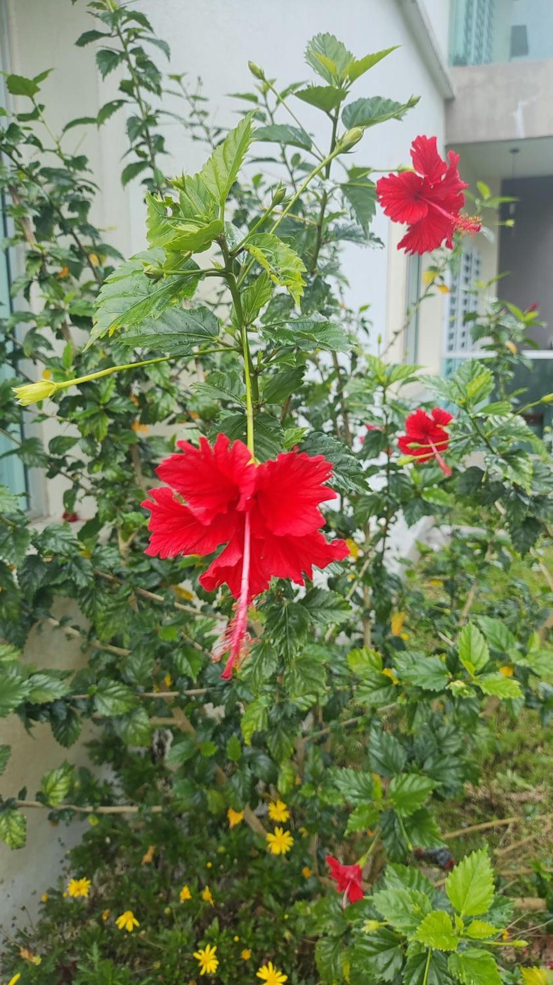 A One Apartment-quintet Cameron Highlands